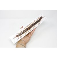 xl 10" Riesentausendfüssler | Scolopendra Subspinipes A1, Thailand 2025, 25 cm+ xl 10" Riesentausendfüssler | Scolopendra Subspinipes A1, Thailand 2025, 25 cm+ von ArtButterflies