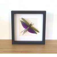 Echte Heuschrecke - Titancris Albipes Weibchen 18 cm Im Bilderrahmen Insekt Präparat von ArtMetaMORPHOse