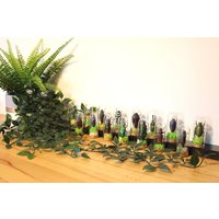 Echte Käfer Im Glas L Kuriositäten Gläser Konservierte Exemplare von ArtMetaMORPHOse