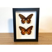 Echte Schmetterlinge - Cethosia Myrina Paar Im Bilderrahmen Insekt Präparat von ArtMetaMORPHOse