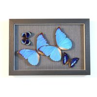 Echte Schmetterlinge - Collage Aus Schmetterlingen Morpho Anaxibia Callithea Leprieuri Baeotus von ArtMetaMORPHOse