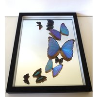 Echte Schmetterlinge Gerahmt - Ausgefallenes Hochzeitsgeschenk Spiegel Mit Einer Schmetterlingscollage Bläuliche Echte Schmetterlingen von ArtMetaMORPHOse
