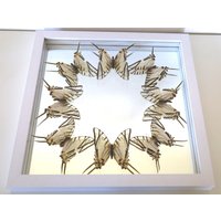 Echte Schmetterlinge Gerahmt - Ausgefallenes Hochzeitsgeschenk Spiegel Mit Einer Schmetterlingscollage Eurytides Protesilaus von ArtMetaMORPHOse