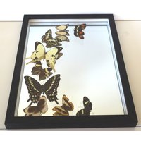 Echte Schmetterlinge Gerahmt - Ausgefallenes Hochzeitsgeschenk Spiegel Mit Einer Schmetterlingscollage in Gelb/Beige/Braun von ArtMetaMORPHOse