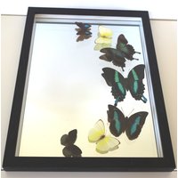 Echte Schmetterlinge Gerahmt - Ausgefallenes Hochzeitsgeschenk Spiegel Mit Einer Schmetterlingscollage in Gelb/Grün von ArtMetaMORPHOse