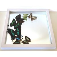 Echte Schmetterlinge Gerahmt - Ausgefallenes Hochzeitsgeschenk Spiegel Mit Einer Schmetterlingscollage in Grün/Braun Echte Schmetterlinge Gerahmt - Ausgefallenes Hochzeitsgeschenk Spiegel Mit Einer Schmetterlingscollage in Grün/Braun von ArtMetaMORPHOse
