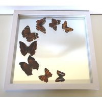 Echte Schmetterlinge Gerahmt - Ausgefallenes Hochzeitsgeschenk Spiegel Mit Einer Schmetterlingscollage in Orange/Braun von ArtMetaMORPHOse
