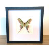 Echte Schmetterlinge - Hybrid Actias Dubernardi X Graellsia Isabellae Im Bilderrahmen Insekt Präparat von ArtMetaMORPHOse