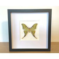 Echte Schmetterlinge - Hybrid Actias Sinensis X Graellsia Isabellae Im Bilderrahmen Insekt Präparat von ArtMetaMORPHOse