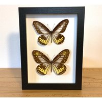 Echte Schmetterlinge - Ideopsis Vitrea Paar Im Bilderrahmen Insekt Präparat von ArtMetaMORPHOse