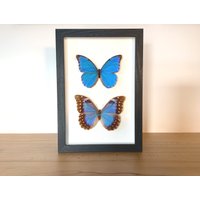 Echte Schmetterlinge - Morpho Anaxibia- Paar Im Bilderrahmen Insekt Präparat von ArtMetaMORPHOse