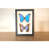Echte Schmetterlinge - Morpho Didius- Paar Im Bilderrahmen Insekt Präparat Echte Schmetterlinge - Morpho Didius- Paar Im Bilderrahmen Insekt Präparat von ArtMetaMORPHOse
