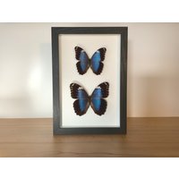 Echte Schmetterlinge - Morpho Helenor Ssp. Violaceus Paar Im Bilderrahmen Insekt Präparat von ArtMetaMORPHOse