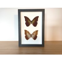 Echte Schmetterlinge - Morpho Hercules- Paar Im Bilderrahmen Insekt Präparat von ArtMetaMORPHOse