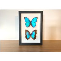 Echte Schmetterlinge - Morpho Menelaus- Paar Im Bilderrahmen Insekt Präparat von ArtMetaMORPHOse