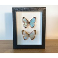 Echte Schmetterlinge - Morpho Portis Thamyris Paar Im Bilderrahmen Insekt Präparat von ArtMetaMORPHOse