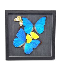 Echte Schmetterlinge in Einer Collage Gerahmt - Mit Morpho Anaxibia, Himmelsfalter von ArtMetaMORPHOse