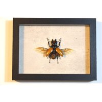 Echter Hirschkäfer Gerahmt - Odontolabis Lacordairei von ArtMetaMORPHOse