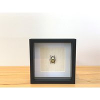 Echter Käfer - Chrysina Chrysargirea Silver Jewel Scarab Im Bilderrahmen von ArtMetaMORPHOse