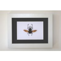 Echter Käfer Gerahmt - Dicranocephalus Wallichii Im Bilderrahmen von ArtMetaMORPHOse
