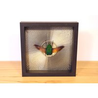 Echter Käfer Gerahmt - Mecynorhina Torquata Immaculicollis Im Bilderrahmen von ArtMetaMORPHOse