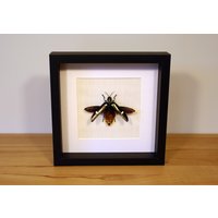 Echter Käfer Gerahmt - Megaloxantha Bicolor Im Bilderrahmen von ArtMetaMORPHOse