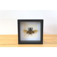 Echter Käfer - Sphaenognathus Feisthamelii Hirschkäfer Im Bilderrahmen Echter Käfer - Sphaenognathus Feisthamelii Hirschkäfer Im Bilderrahmen von ArtMetaMORPHOse
