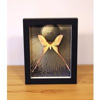 Echter Nachtfalter Gerahmt - Actias Dubernardi Männchen von ArtMetaMORPHOse