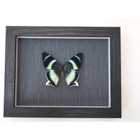 Echter Nachtfalter Gerahmt - Alcides Agathursus Atemberaubender von ArtMetaMORPHOse