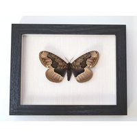 Echter Nachtfalter Gerahmt - Brahmaea Tancrei von ArtMetaMORPHOse