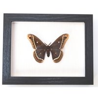 Echter Nachtfalter Gerahmt - Eupackardia Calleta Seltene Calleta Seidenmoth Taxidermie von ArtMetaMORPHOse