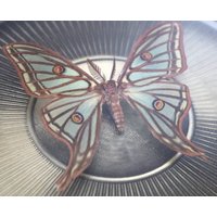 Echter Nachtfalter Gerahmt in Vintage Bilderrahmen - Graellsia Isabellae Isabellaspinner Mondmotte von ArtMetaMORPHOse