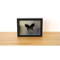 Echter Schmetterling - Atrophaneura Nox Männchen Im Bilderrahmen Insekt Präparat von ArtMetaMORPHOse