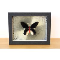 Echter Schmetterling - Atrophaneura Semperi Im Bilderrahmen Insekt Präparat von ArtMetaMORPHOse