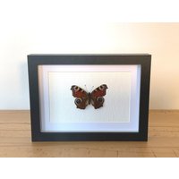 Echter Schmetterling Gerahmt - Aglais Io, Das Tagpfauenauge Taxidermie Edelfalter Nymphalidae, Des Jahres 2009 von ArtMetaMORPHOse
