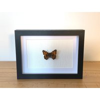 Echter Schmetterling Gerahmt - Aglais Urticae, Der Kleine Fuchs Taxidermie Edelfalter Nymphalidae von ArtMetaMORPHOse