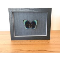 Echter Schmetterling Gerahmt - Agrias Beatifica Seltener Metallic Blauer von ArtMetaMORPHOse
