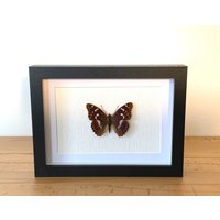 Echter Schmetterling Gerahmt - Apatura Ilia, Der Große Schillerfalter Taxidermie Edelfalter Des Jahres 2011 von ArtMetaMORPHOse