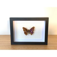 Echter Schmetterling Gerahmt -Apatura Ilia, Der Kleine Schillerfalter Taxidermie Edelfalter Nymphalidae von ArtMetaMORPHOse