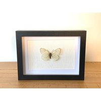 Echter Schmetterling Gerahmt - Aporia Crataegi, Der Baum-Weißling Taxidermie Weißlinge von ArtMetaMORPHOse