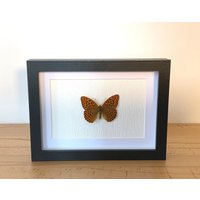Echter Schmetterling Gerahmt - Argynnis Paphia, Der Kaisermantel Silberstrich Taxidermie Edelfalter Des Jahres 2022 von ArtMetaMORPHOse