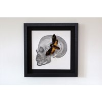 Echter Schmetterling Gerahmt - Bleistiftzeichnung Totenkopf Mit Acherontia Atropos Dem Totenkopfschwärmer Aus "Das Schweigen Der Lämmer" von ArtMetaMORPHOse