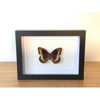 Echter Schmetterling Gerahmt - Brintesia Circe Weibchen, Der Weißer Waldportier Taxidermie Edelfalter Nymphalidae von ArtMetaMORPHOse