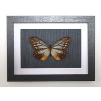 Echter Schmetterling Gerahmt - Calinaga Buddha Gerahmte Taxidermie von ArtMetaMORPHOse