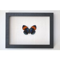 Echter Schmetterling Gerahmt - Callithea Sapphira Echter Schmetterling Gerahmt - Callithea Sapphira von ArtMetaMORPHOse