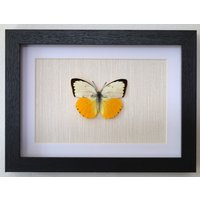 Echter Schmetterling Gerahmt - Catopsilia Scylla "Orangener Auswanderer" Orange Migrant Or Emigrant Gerahmte Taxidermie von ArtMetaMORPHOse
