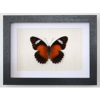 Echter Schmetterling Gerahmt - Cethosia Cydippe Passionsblumenfalter Gerahmte Taxidermie von ArtMetaMORPHOse