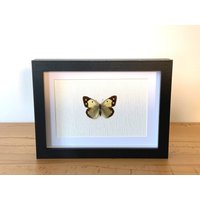 Echter Schmetterling Gerahmt - Colias Croceus, Der Postillion Orangeroter Kleefalter Großes Posthörnchen Taxidermie Weißlinge von ArtMetaMORPHOse