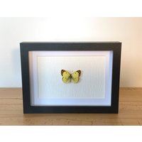 Echter Schmetterling Gerahmt - Colias Hyale, Die Goldene Acht Posthörnchen Gemeiner Gelber Heufalter Gelbling Taxidermie Weißlinge von ArtMetaMORPHOse