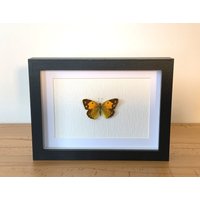 Echter Schmetterling Gerahmt - Colias Myrmidone, Der Orangerote Heufalter Regensburger Gelbling Taxidermie Weißlinge Pieridae von ArtMetaMORPHOse